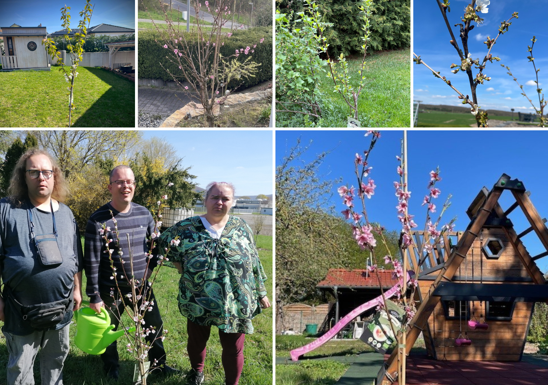 Foto-Collage einiger Obstbäumchen in den Gärten der Gewinner